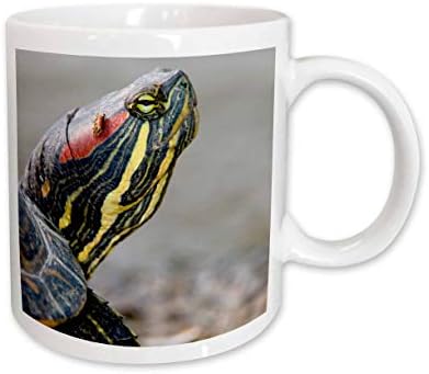 Триизмерна красноухая прудовая костенурка-слайдер, Британска Колумбия-CN02 PCL0101 - Пол... - Чаши (mug_75880_1)