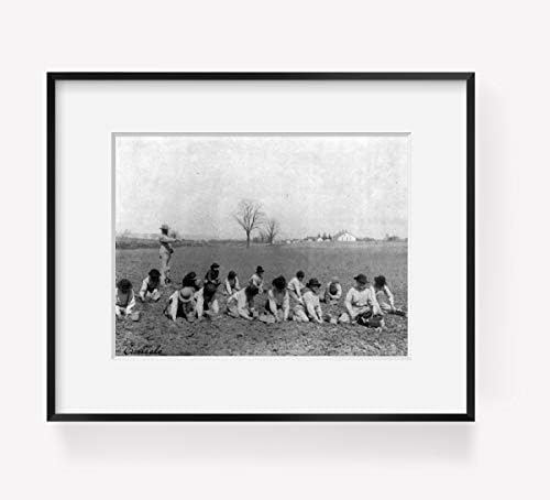 БЕЗКРАЙНИ СНИМКИ Снимка: Индийски училище Карлайл, Момчета Копаят картофи,Поле,земеделие, Пенсилвания, 1901 година