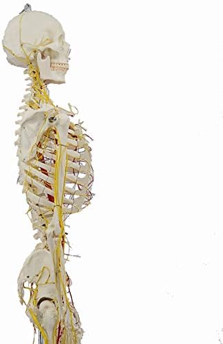 WLKQ 170 см Анатомическая модел на човешкия скелет - В естествен размер - Анатомическая модел тялото - Анатомическая модел на човешкия Скелет с нервите и Кръвоносните с