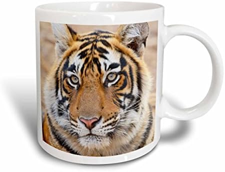 Керамична чаша 3dRose mug_75677_1 Кралски бенгалски тигър, Национален парк Ranthambore, Индия-AS10 JRA0271 - Jagdeep Rajput, 11 грама, Многоцветен
