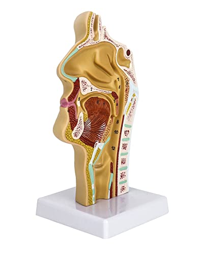 Медицинска модел Анатомия на носната кухина, на Гърлото на Човека QWORK, Анатомическая Модел на Ларинкса, фаринкса, Модел на носната кухина на устата на човека в реален размер 1:1 за студенти по медицина, Образователна